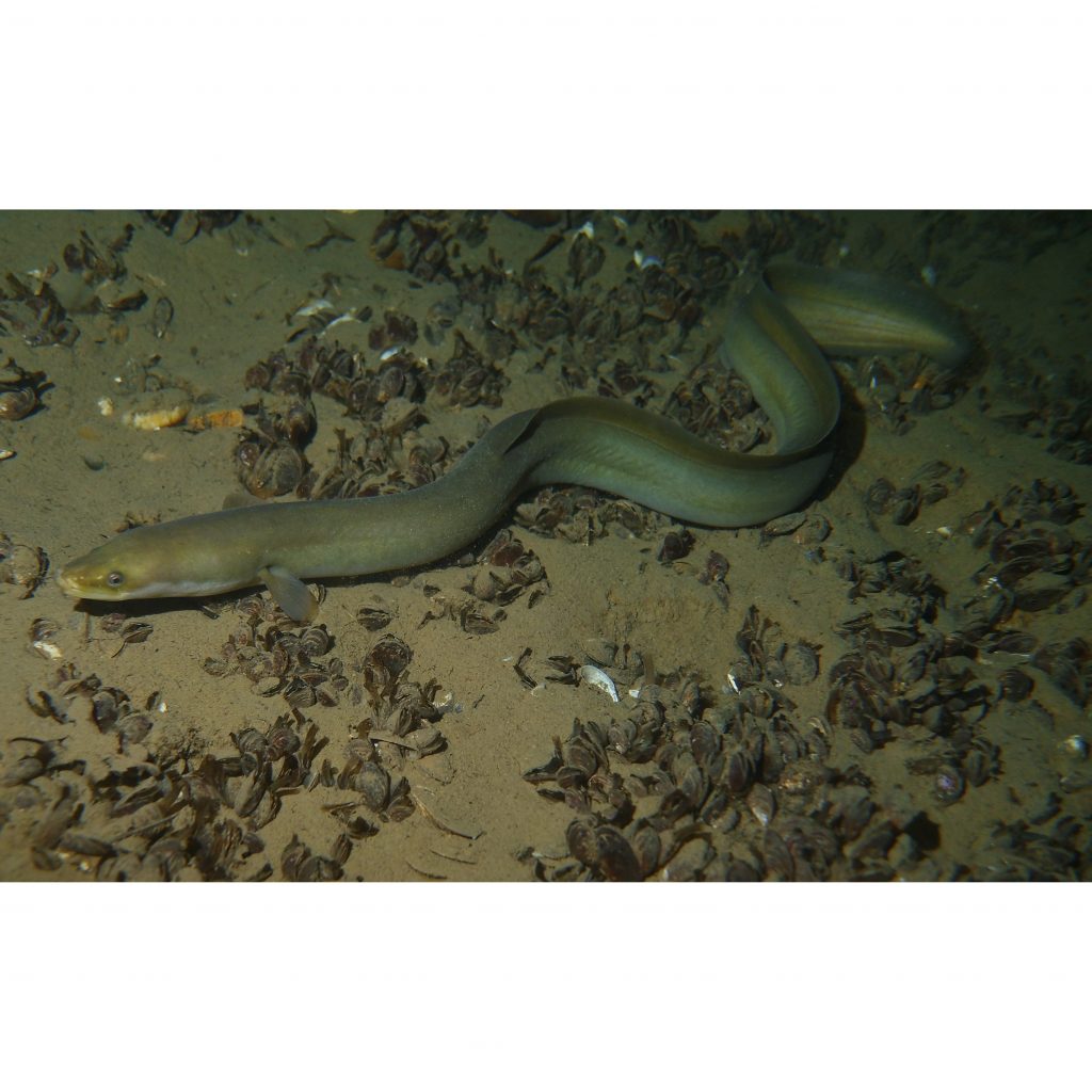 All beim Nachttauchgang