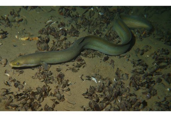 All beim Nachttauchgang